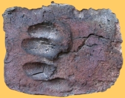 ein Backstein der Jacobikirche